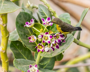 Sun bird