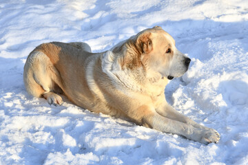 Central Asian Shepherd Dog male adult alabai breed lies guards domain territory white snow winter snowdrifts