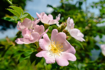 A bunch of pink flowers with yellow centers