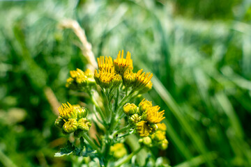 A bunch of yellow flowers are in a field of green grass