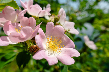 A close up of a pink flower with yellow centers