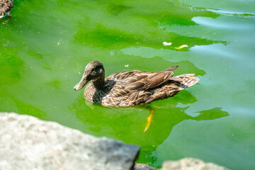 A duck is swimming in a green body of water