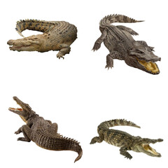 crocodile set isolated on white background