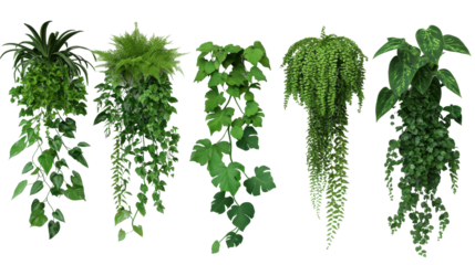 Vibrant hanging plants adding a touch of greenery to any indoor space or garden. transparent background