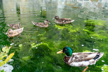 A group of ducks are swimming in a green pond