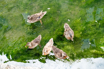 A group of ducks are swimming in a pond with green algae