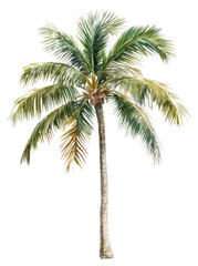 PNG Palm tree illustration watercolor plant.