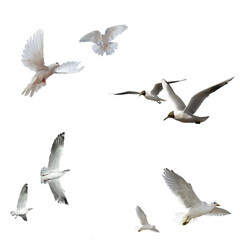 white bird png set raw