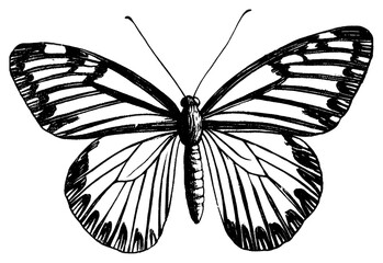 PNG Butterfly drawing sketch white.