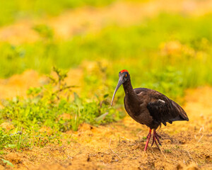 Rednaped Ibis