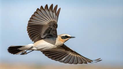 Black eared wheatear in flight with its wings spread wide and grey-brown back visible, nature photograph, birds of prey