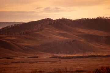 Vibrant autumn trees, showcasing beauty of fall foliage, yellow larch tree