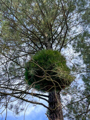 The pine tree with a large bird's nest