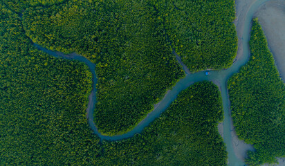 Lush aerial view of a serene mangrove forest and curving river