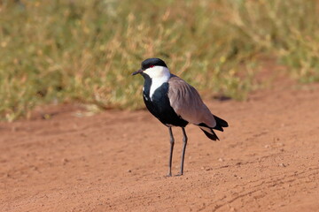 Spur-winged lapwing

