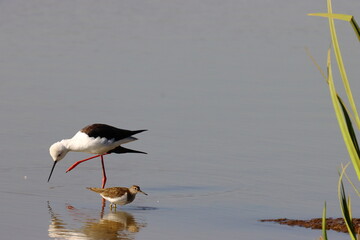 black winged stilt, with common sand piper
