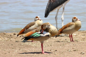 Egyptian Goose, from the Nile to Nairobi Kenya