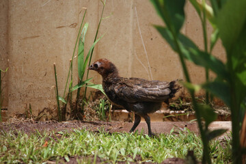 Baby Bird