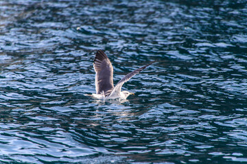 Obraz premium Seagull Swimming in Rippled Water with Boat Houses