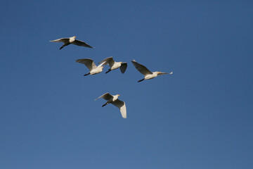 Obraz premium Flock of cattle egret in flight