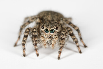 Front view of female jumping spider, Aelurillus lucasi. Gran Canaria. Canary Islands. Spain.