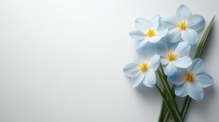 Pastel blue flowers with yellow center and green leaves lying on a white background, creating a serene and minimalist composition with ample copy space