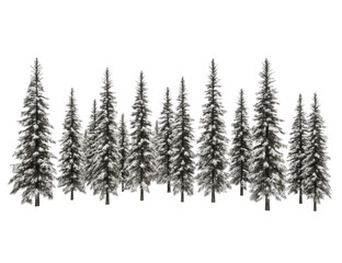 Obraz premium Snowy evergreen trees, winter forest, coniferous trees, isolated on white background, perfect for winter designs.
