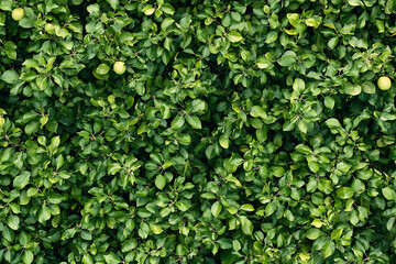 Lush green foliage densely covering the scene with a few hidden young green apples peeking through, depicting a vibrant, thriving apple orchard in full bloom.