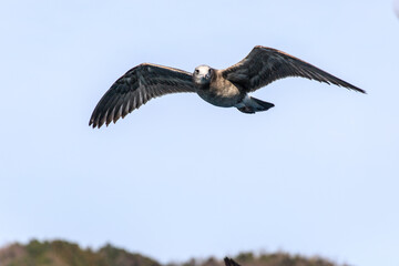 Graceful Seagull Soaring Over a Coastal Landscape