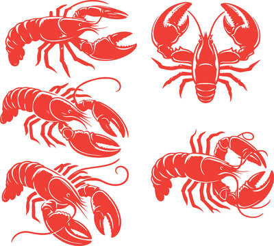 crayfish illustration