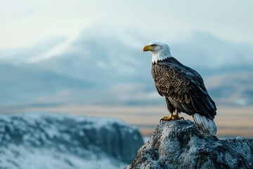 Fototapeta premium Majestic bald eagle perched on a rock overlooking a snowy, mountainous landscape.