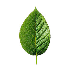 a green leaf on a transparent background, PNG image, PNG file, Generative art.