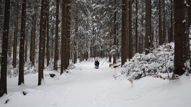 A serene snowy forest with tall evergreen trees lining a snowy path. In the distance, people enjoy the winter landscape, adding a touch of life to the tranquil setting.