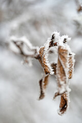 frosted leaf covered with ice crystals in winter