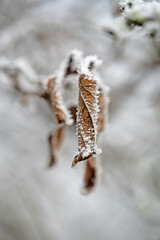 frosted leaf covered with ice crystals in winter