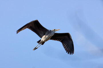 Grey Heron (Ardea cinerea) in Father Collins Park, Dublin