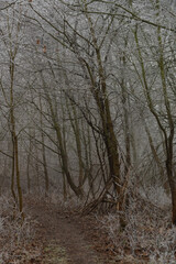 path in a cold misty winter forest