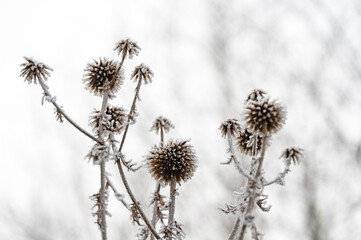 frosted thistles covered with ice crystals in winter