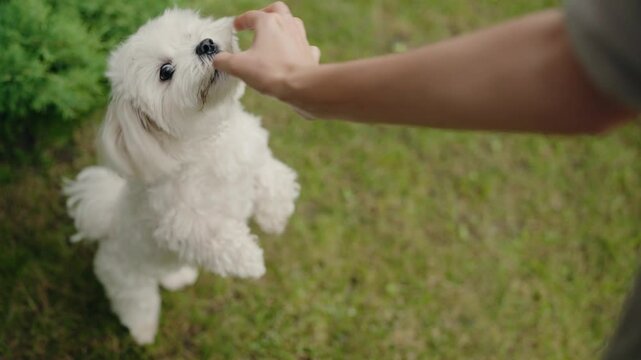 A small white Maltese dog stands on the grass and looks up at the camera. A hand reaches down and feeds the dog a treat. The dog enjoys the treat.