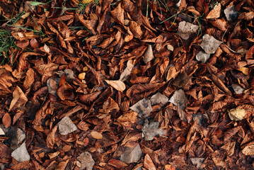 Dry leaves falling on the ground. Many dry leaves falling on the ground