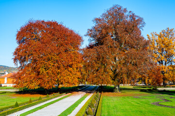Massive oak trees in a park, their leaves glowing in vibrant orange hues during autumn. Surrounded by a lush green lawn, the scene captures the beauty of fall on a sunny day