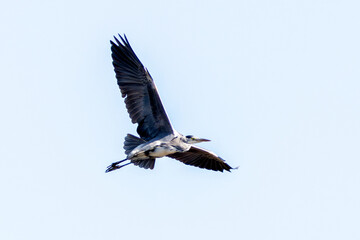 Grey Heron (Ardea cinerea) in Father Collins Park, Dublin