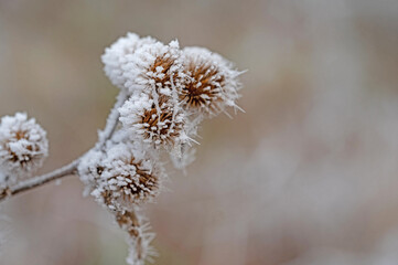 frosted thistles covered with ice crystals in winter