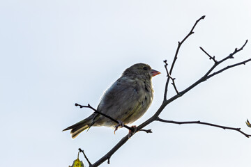 Greenfinch (Chloris chloris) in Father Collins Park, Dublin