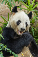 Obraz premium Panda eating shoots of bamboo. Rare and endangered black and white bear.