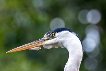 Grey Heron (Ardea cinerea) in Father Collins Park, Dublin