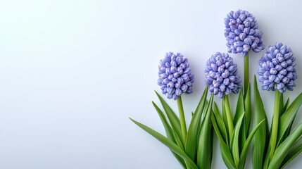 Naklejka premium Delicate muscari flowers resting on soft blue background, displaying gentle blue blossoms amid verdant green foliage