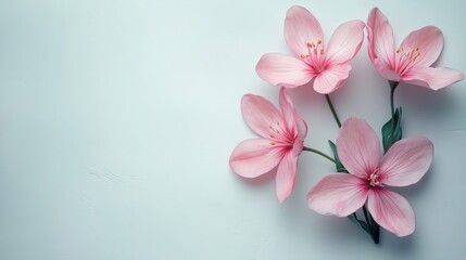 Fototapeta premium Gentle pink flowers arranged on a soft light blue backdrop, creating a tranquil and minimalist composition with copy space