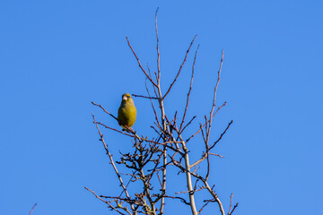 Greenfinch (Chloris chloris) in Father Collins Park, Dublin
