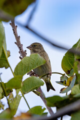 Greenfinch (Chloris chloris) in Father Collins Park, Dublin